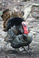 Bronze Turkey