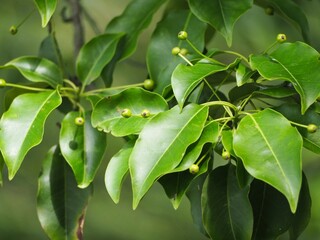 常緑樹　ソヨゴ