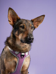 Portrait of a beautiful dog lilac background. Mix of breeds. Happy Pet in the studio