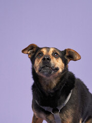 Portrait of a beautiful dog lilac background. Mix of breeds. Happy Pet in the studio