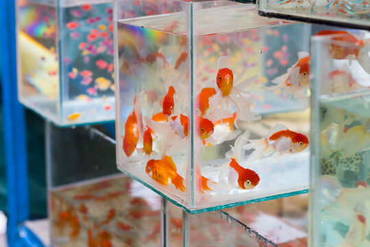 red cap oranda goldfish kept in an aquarium of pet shop or fish store. This popular ornamental fish has silver white body and red patches near head.