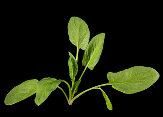 Green spinach leaves, isolated on black background