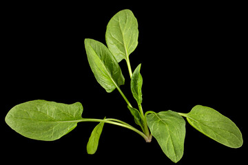 Green spinach leaves, isolated on black background