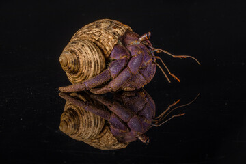 The hermit crab is a type of crab that does not have a hard shell. They use old shells for protection. They especially like old whelk shells