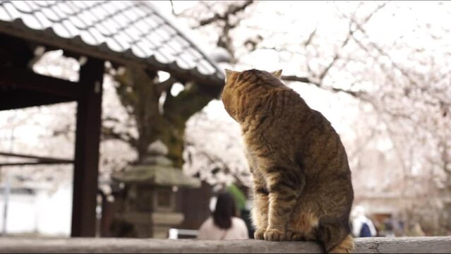 京都・本満寺でお花見をする地域猫 (2023年3月）