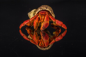 The hermit crab is a type of crab that does not have a hard shell. They use old shells for protection. They especially like old whelk shells © lessysebastian