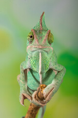 The veiled chameleon (Chamaeleo calyptratus) is a species of chameleon (family Chamaeleonidae) native to the Arabian Peninsula