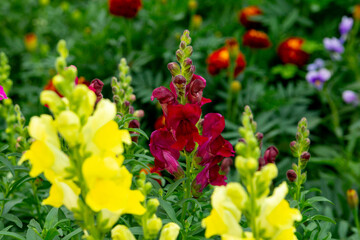 Scarlet snapdragon flowers in the summer garden (antirrhinum majus)