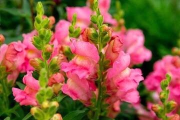 Bright pink snapdragon flowers in the summer garden (antirrhinum majus)