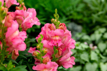 Fototapeta na wymiar Bright pink snapdragon flowers in the summer garden (antirrhinum majus)
