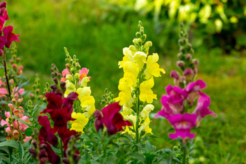 Varicoloured snapdragon flowers in the summer garden (antirrhinum majus)