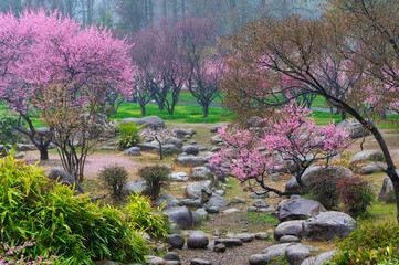 Wuhan East Lake plum blossom Garden Spring Scenery