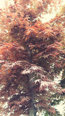 red maple tree in autumn
