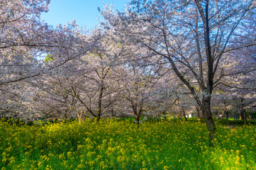 Wuhan East Lake Cherry blossom Garden Spring Scenery