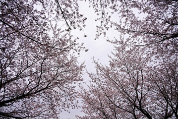 Fototapeta na wymiar 비 올 것 같은 흐린 날 벚꽃 하늘