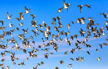 birds in flight