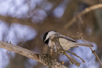 Black-capped Chickadee in a Tree