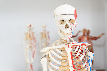 Anatomy human skeleton model in class room on white background.Part of human body model with organ...