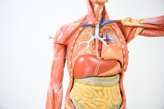 Anatomy human body model inthe class room on white background.Part of human body model with organ system.Human muscle model.Medical education concept.
