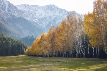 Autumn landscape with colorful birch trees and mountains in Kyrgyzstan - 589367907