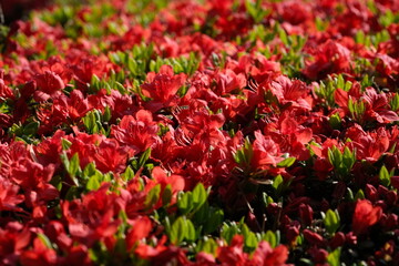 赤いつつじが眩しい