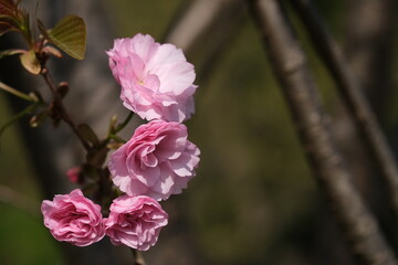 華やかな八重桜カンザン