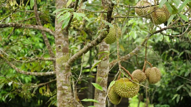 Dolly, durian tree on plantation with durian fruits, tropical agriculture