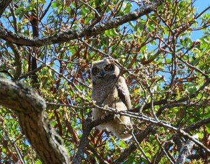 Great Horned Owl Fledgling, Vancouver Island