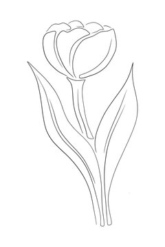 Hand drawn of tulip on white background. Tulip line art drawing. Vintage vector illustration.