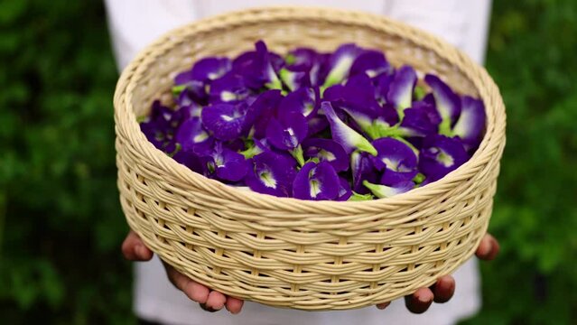 Beautiful purple butterfly pea flowers, tropical herb for health, asia