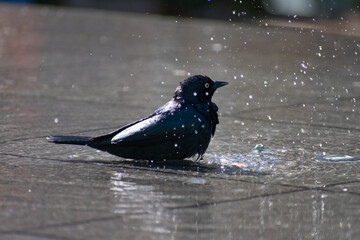 A blackbird does yoga in a shallow fountain with water droplets