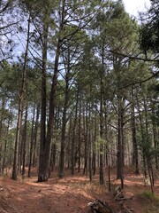 Fototapeta premium trees in the forest