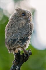 An Baby Javan Scops Owl (Otus angelinae) is Sitting in a Branch tree