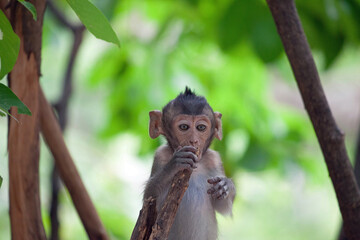 可愛いサル