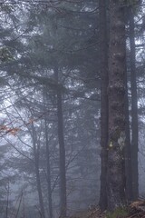 Miro Lange - Schauinsland Wald Nebel Deutschland