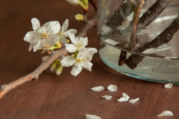 散る桜　満開　落花　春　静物画