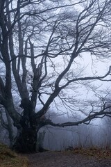 Miro Lange - Schauinsland Wald Nebel Deutschland
