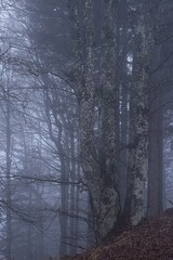 Fototapeta na wymiar Miro Lange - Schauinsland Wald Nebel Deutschland