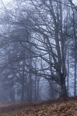 Miro Lange - Schauinsland Wald Nebel Deutschland