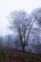 Miro Lange - Schauinsland Wald Nebel Deutschland