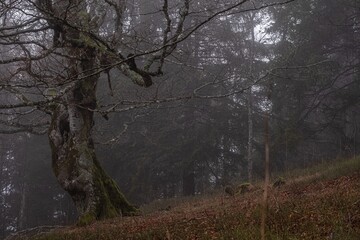 Miro Lange - Schauinsland Wald Nebel Deutschland