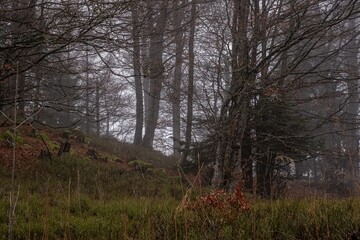 Miro Lange - Schauinsland Wald Nebel Deutschland
