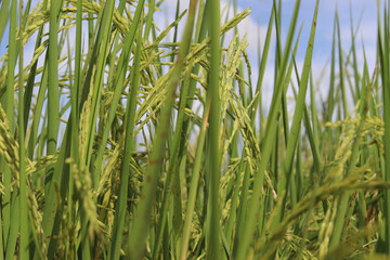 Obraz premium Rice, Oryza sativa, edible starchy cereal grain and grass plant