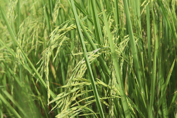 Fototapeta na wymiar Rice, Oryza sativa, edible starchy cereal grain and grass plant