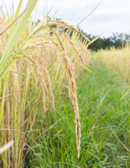 Yellow Paddy As Its Reach Maturity. Close Up of Rice Grain Ready For Harvest