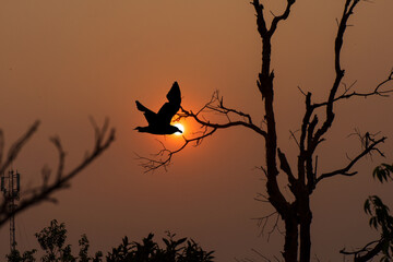 Sunset over the forest with flying bird silhouettes.