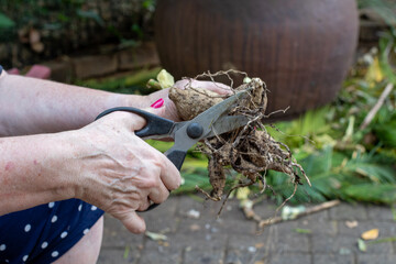 Flower bulbs prepared for winter storage