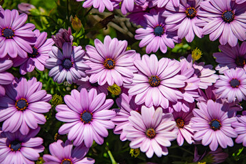 Fototapeta na wymiar daisy flower background lilac color. daisy flower background bright color.