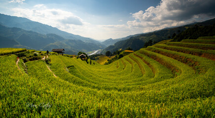 Fototapeta premium This is terraces in Mu Cang Chai, Vietnam. The ripe rize season in Mu Cang Chai is ussually from September to November. At that time, the golden rice creates a beautiful landscape and color