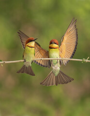 Chestnut headed bee eater Birds
